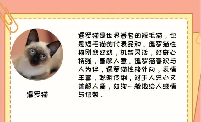 缅甸黑猫多少钱一只？缅甸猫大概多少钱！