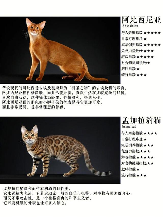 孟加拉豹猫最便宜的价位？十几万的孟加拉豹猫！