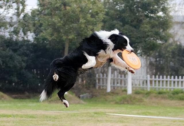 边境牧羊犬的图片大全高清？边境牧羊犬的图片大全可爱！