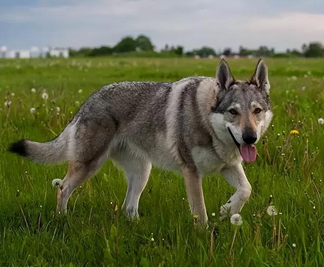 巴哥狗市场价大概多少？巴哥成犬卖多少钱一只！