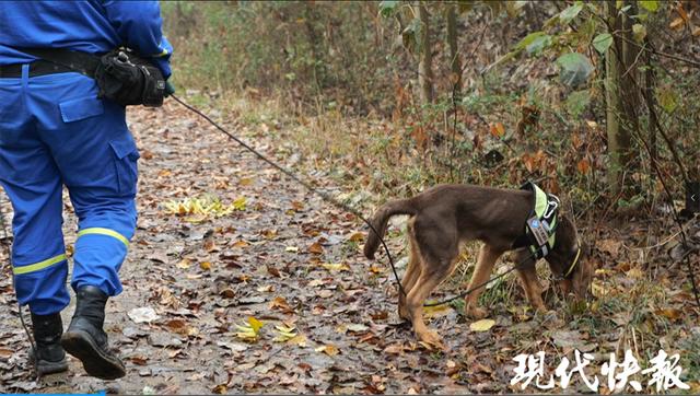 马里努阿犬图片？马里努阿犬图片_幼犬！