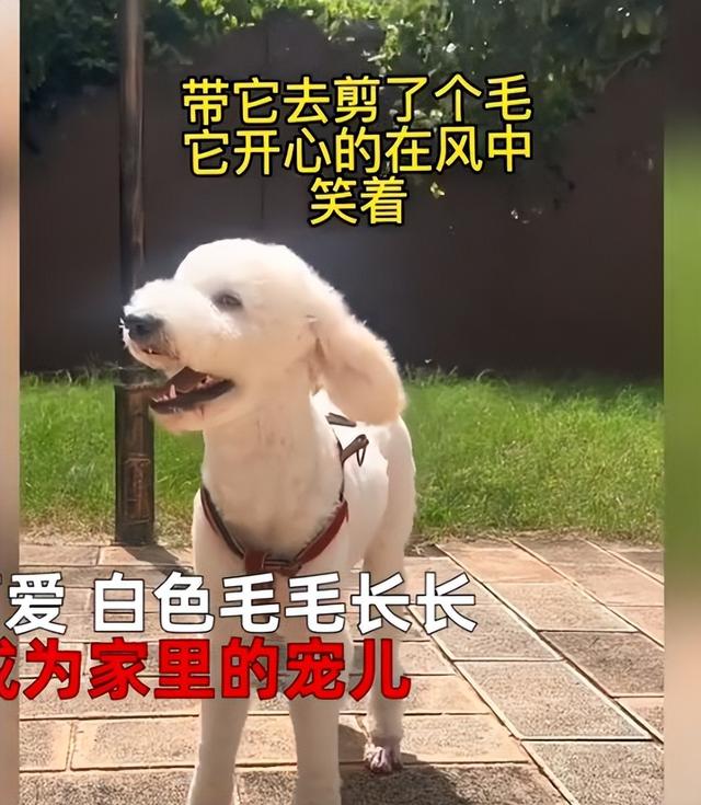 巨贵犬图片？巨贵犬图片欣赏！