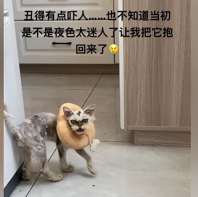 金吉拉猫大概多少钱？金吉拉猫多少钱！