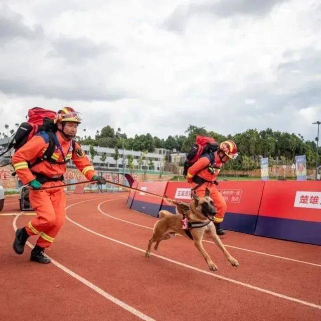 马里努阿犬图片_警犬？马里努阿犬的照片！