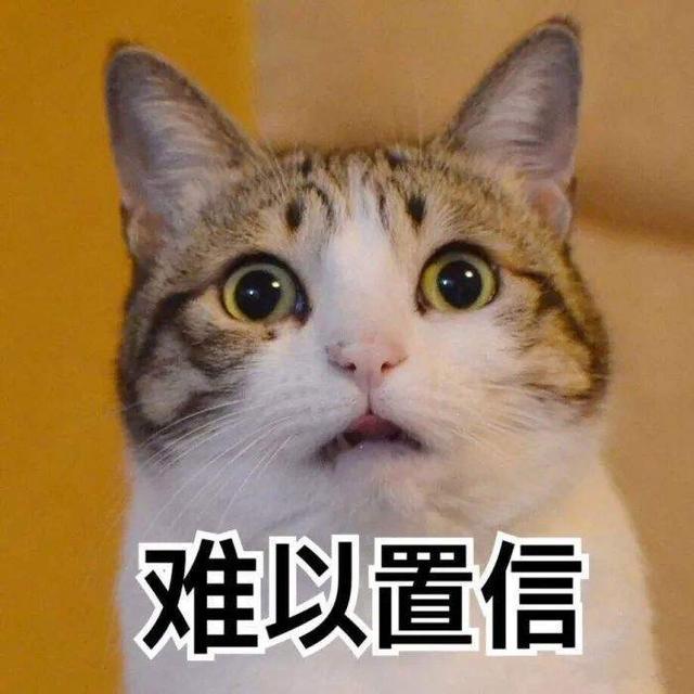 起司猫幼猫多少钱一只？起司猫猫多少钱一只！