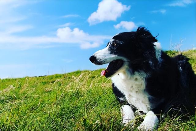 边境牧羊犬多少钱一只纯种图片？一只纯种边境牧羊犬大约多少钱！