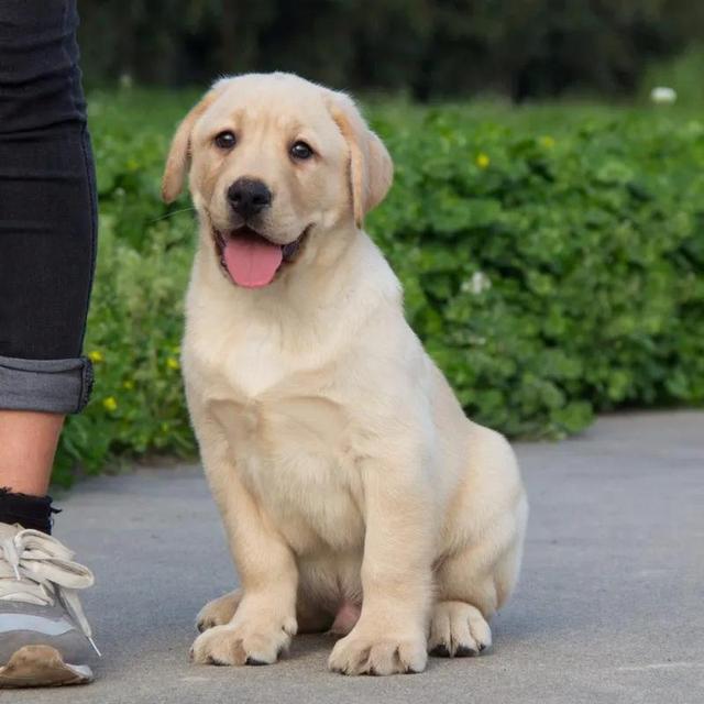 银狐犬图片成年犬照片?银狐犬图片成年犬照片大全