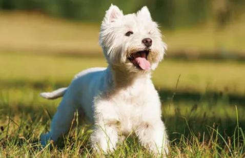 白梗西高地犬多少钱一只？西高地白梗犬多少钱1只！