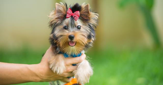 茶杯犬的价格是多少钱一只啊？茶杯犬一般价格多少钱一只！