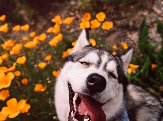 贵妇犬图片大全贵宾犬黑色？贵宾犬图片大全贵宾犬！