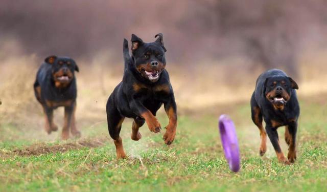 银狐犬图片成年犬照片欣赏？银狐犬图片成年犬照片高清！