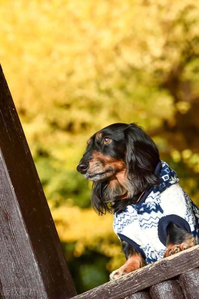 迷你长毛腊肠犬多少钱一只？迷你长毛腊肠犬多少钱一只图片