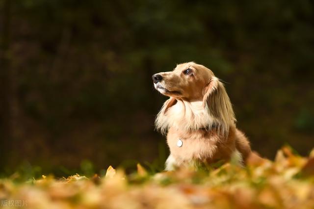 迷你长毛腊肠犬多少钱一只？迷你长毛腊肠犬多少钱一只图片