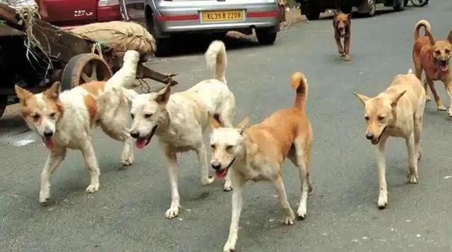 英国古代牧羊犬图片聪明吗？英国古代牧羊犬图片纯白色！