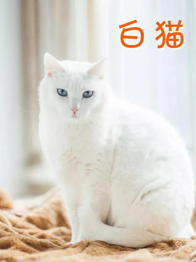 小猫品种大全及图片价格图？小猫品种大全及图片价格图解！