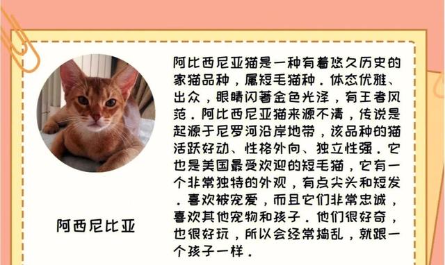 缅甸黑猫多少钱一只？缅甸猫大概多少钱！