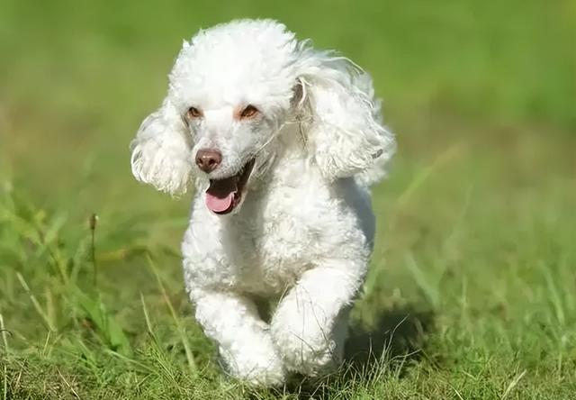 贵宾犬多少钱一只幼崽？贵宾犬多少钱一只幼崽价格！