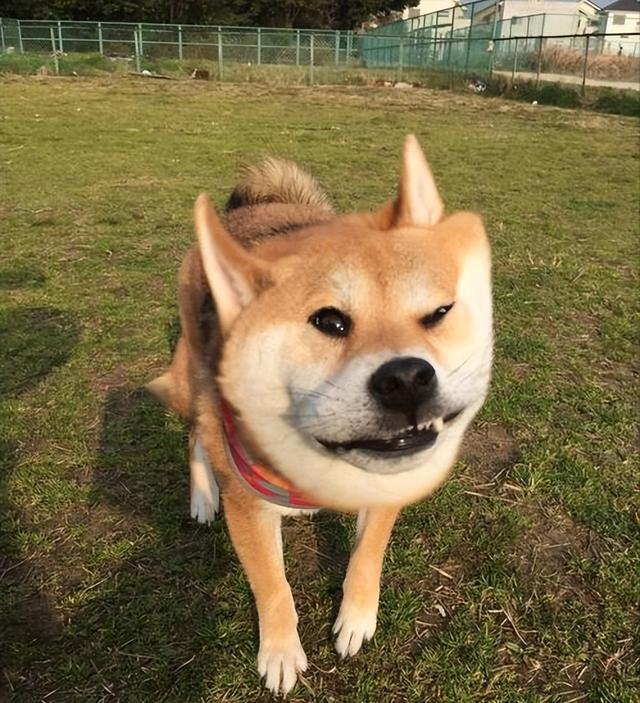 一只柴犬大概多少钱一只黑色？黑色的柴犬多少钱一只！