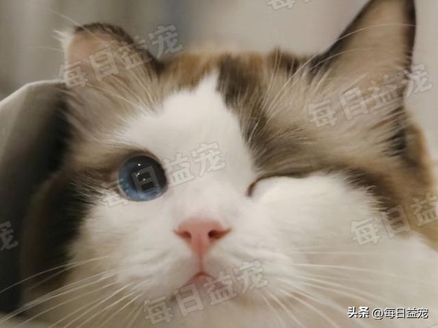 现在布偶猫的价格？纯种布偶猫价格2018！