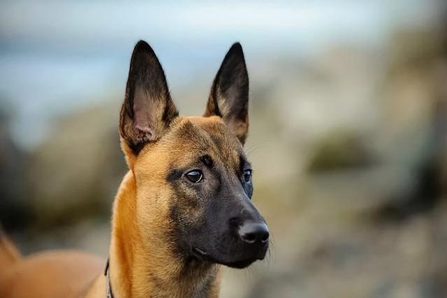 马犬图片大全纯种黑红？马犬图片大全_纯种多少钱！