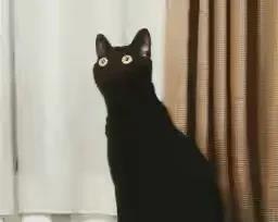 蓝猫多少钱一只？蓝猫多少钱一只正常价！