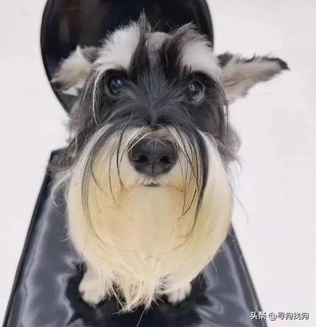 小型雪纳瑞犬多少钱一只？雪纳瑞犬多少钱一只图片！