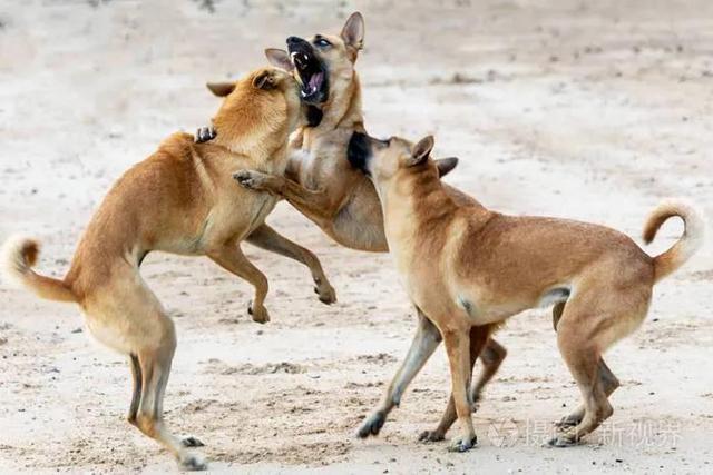 英国古老牧羊犬图片