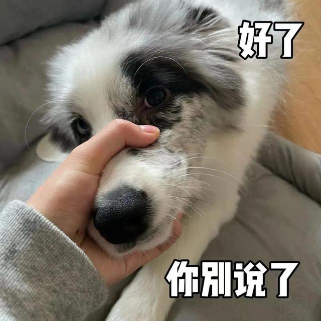 一只边牧幼犬要多少钱？边牧犬多少钱一个！