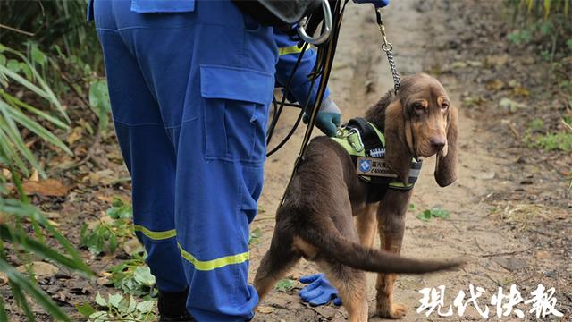 马里努阿犬图片？马里努阿犬图片_幼犬！