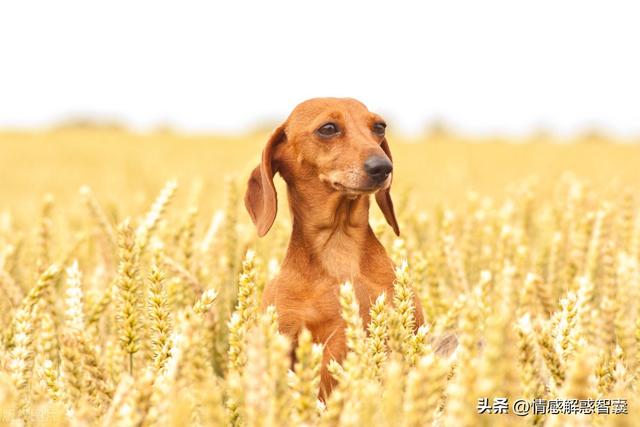 迷你长毛腊肠犬多少钱一只？迷你长毛腊肠犬多少钱一只图片！