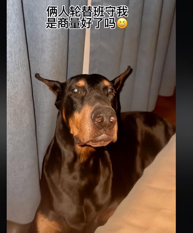 灰色贵宾犬的图片？灰色贵宾犬的图片大全！