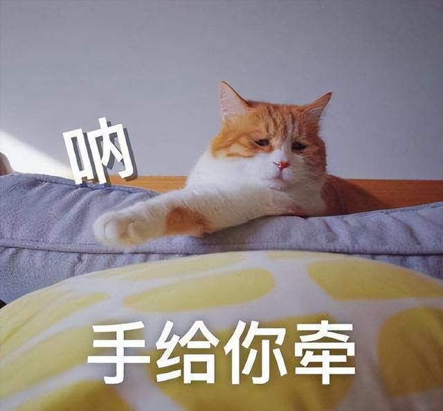 起司猫幼猫多少钱一只？起司猫猫多少钱一只！