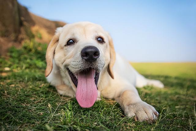 罗威纳犬市场价多少钱一只加微信？罗威纳犬价格多少钱一只！