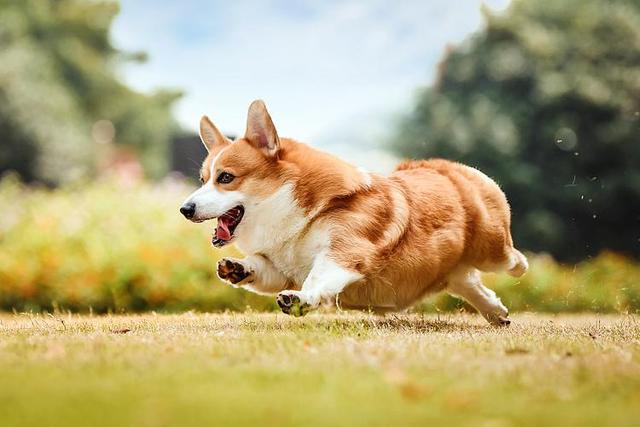 贵妇犬图片大全贵宾犬黑色？贵宾犬图片大全贵宾犬！