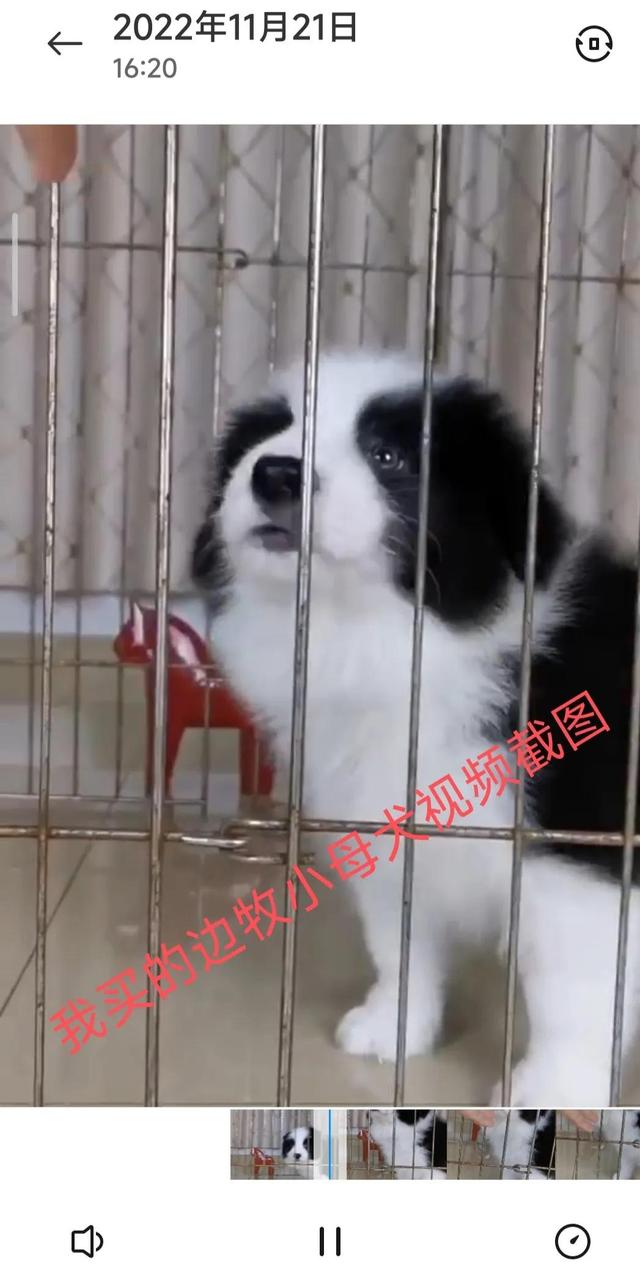 一只边牧幼犬大约多少钱？一只边牧幼犬多少钱！