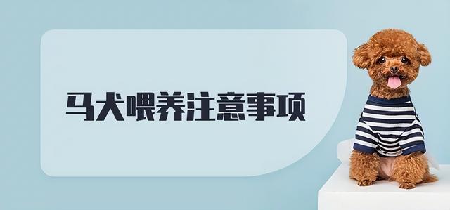 马犬图片大全纯种黑红？马犬图片大全_纯种多少钱！