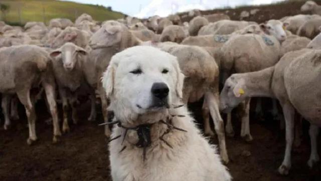 英国古代牧羊犬图片？英国古代牧羊犬图片大全！