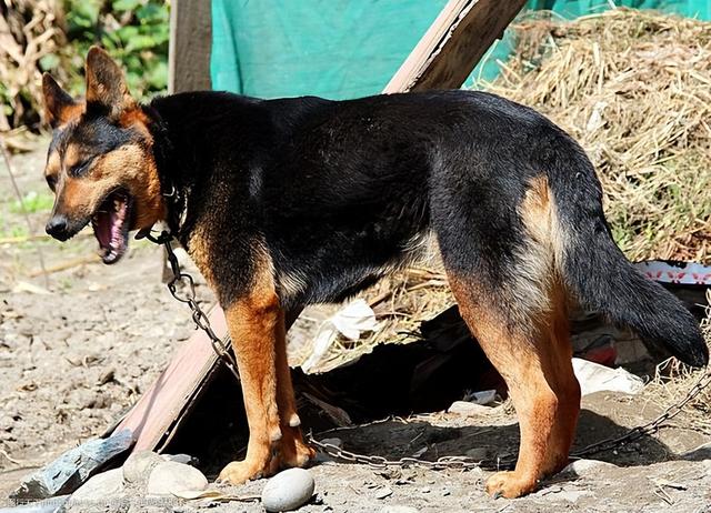 贵妇犬图片大全贵宾犬黑色？贵宾犬图片大全贵宾犬！