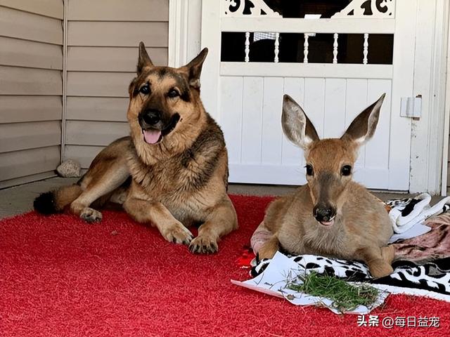 小鹿狗图片_幼犬？小鹿狗图片幼犬！