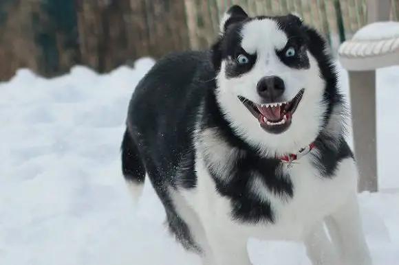 卡斯罗犬图片_巨型？卡斯罗犬图片巨型！