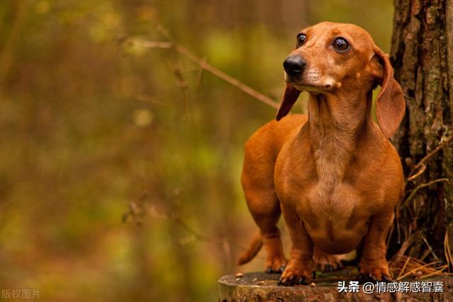 迷你长毛腊肠犬多少钱一只？迷你长毛腊肠犬多少钱一只图片！