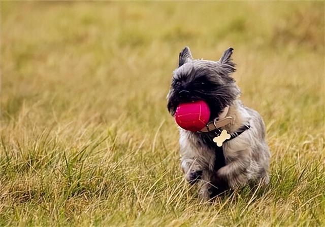 博美犬多少钱一只幼崽可以养？博美幼崽多少钱一个！