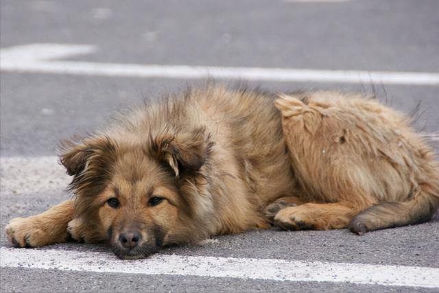 纯种边境牧羊犬价格多少钱一只？纯种边境牧羊犬价格多少钱一只幼犬！