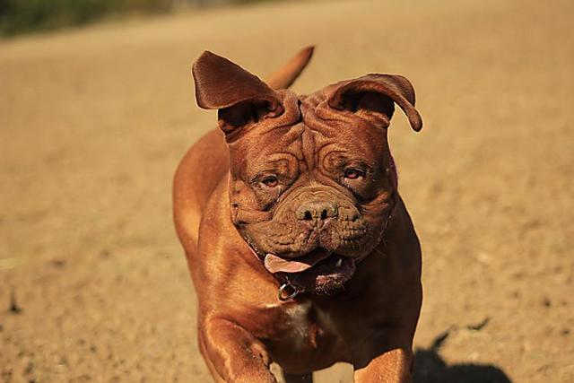 罗威纳犬市场价多少钱一只加微信？罗威纳犬价格多少钱一只！