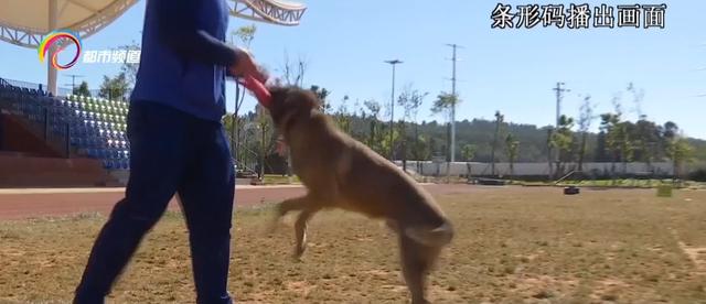 马里努阿犬是马犬吗？马里努阿幼犬！