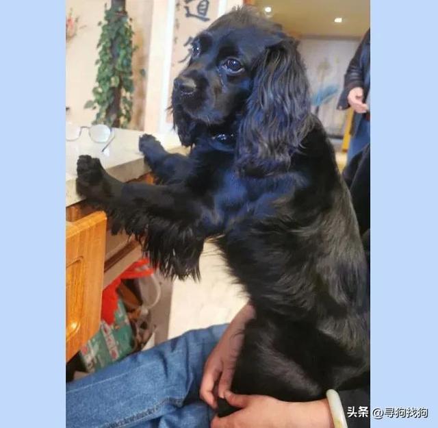 美国可卡犬价格多少钱一只？美国可卡犬价格多少钱一只幼犬！