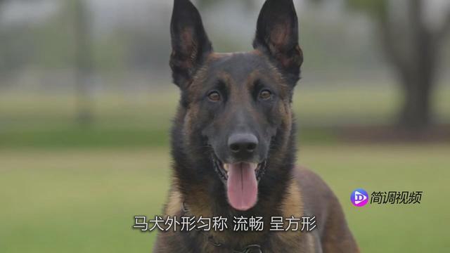 马犬图片大全纯种黑红？马犬图片大全_纯种多少钱！