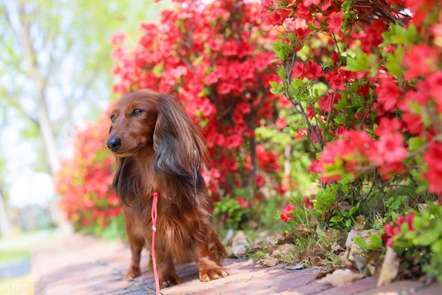 迷你长毛腊肠犬多少钱一只？迷你长毛腊肠犬多少钱一只图片