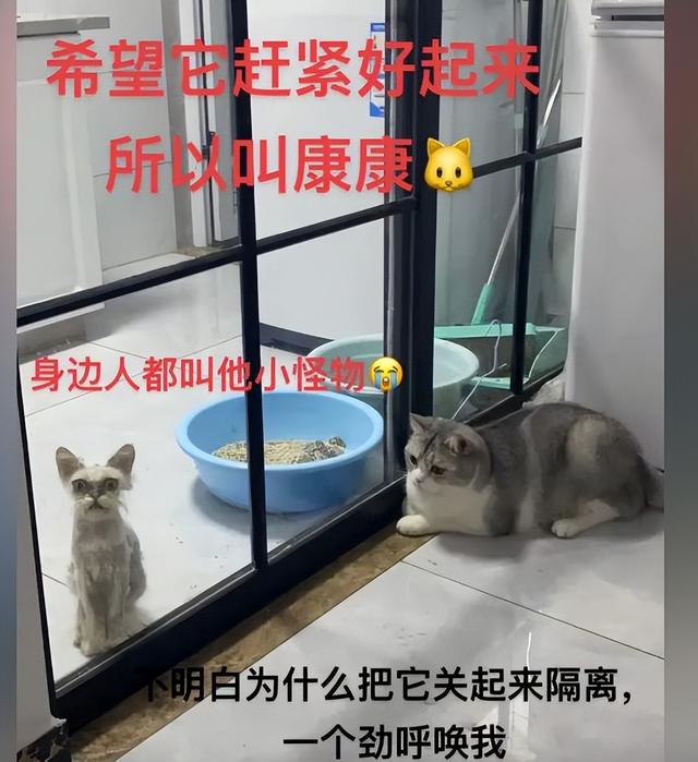 金吉拉猫大概多少钱？金吉拉猫多少钱！