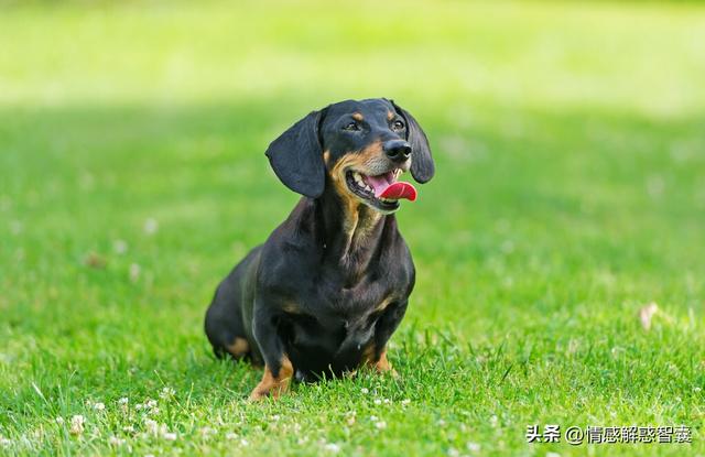 迷你长毛腊肠犬多少钱一只？迷你长毛腊肠犬多少钱一只图片！